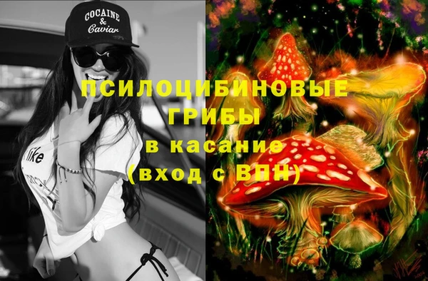 сатива Новозыбков