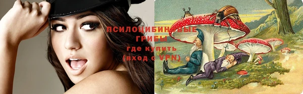 сатива Новозыбков