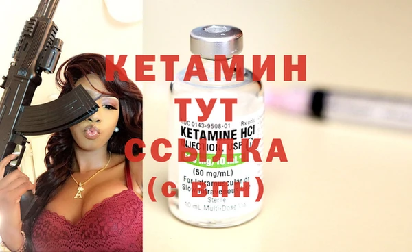 сатива Новозыбков